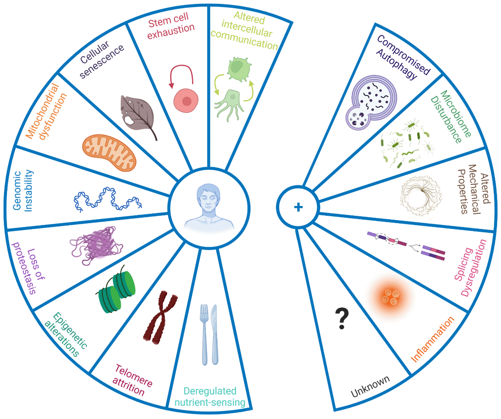 New Hallmarks of Aging – 2022 Copenhagen Aging Meeting Summary